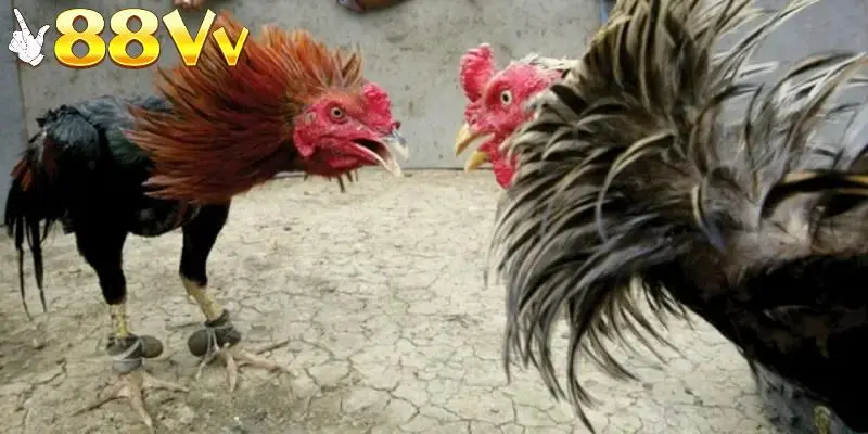 Vô vàn các hình thức đá gà thú vị ở sảnh nhà cái 88VV