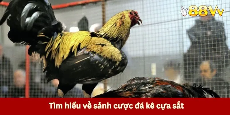 Tìm hiểu về sảnh cược đá kê cựa sắt 