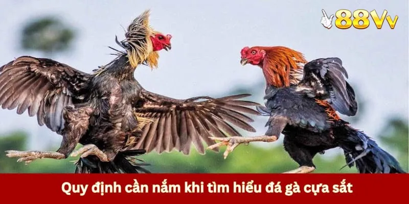 Quy định cần nắm khi tìm hiểu đá gà cựa sắt 