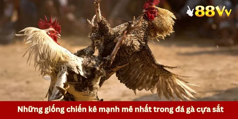Những giống chiến kê được đánh giá là mạnh mẽ nhất 